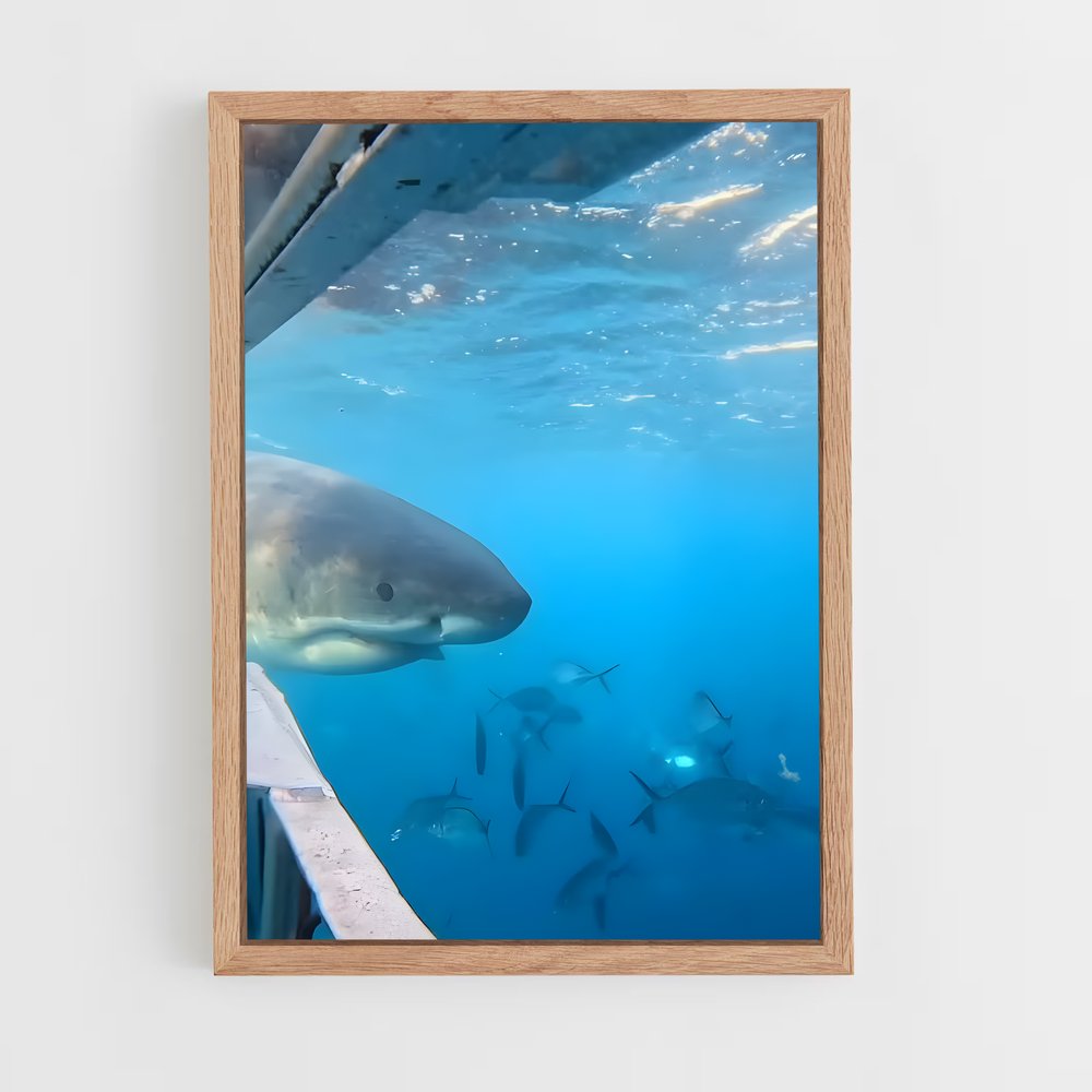 ap-great white shark encounters-5 cadre Bois clair