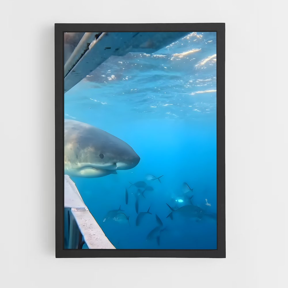 ap-great white shark encounters-5 cadre Noir