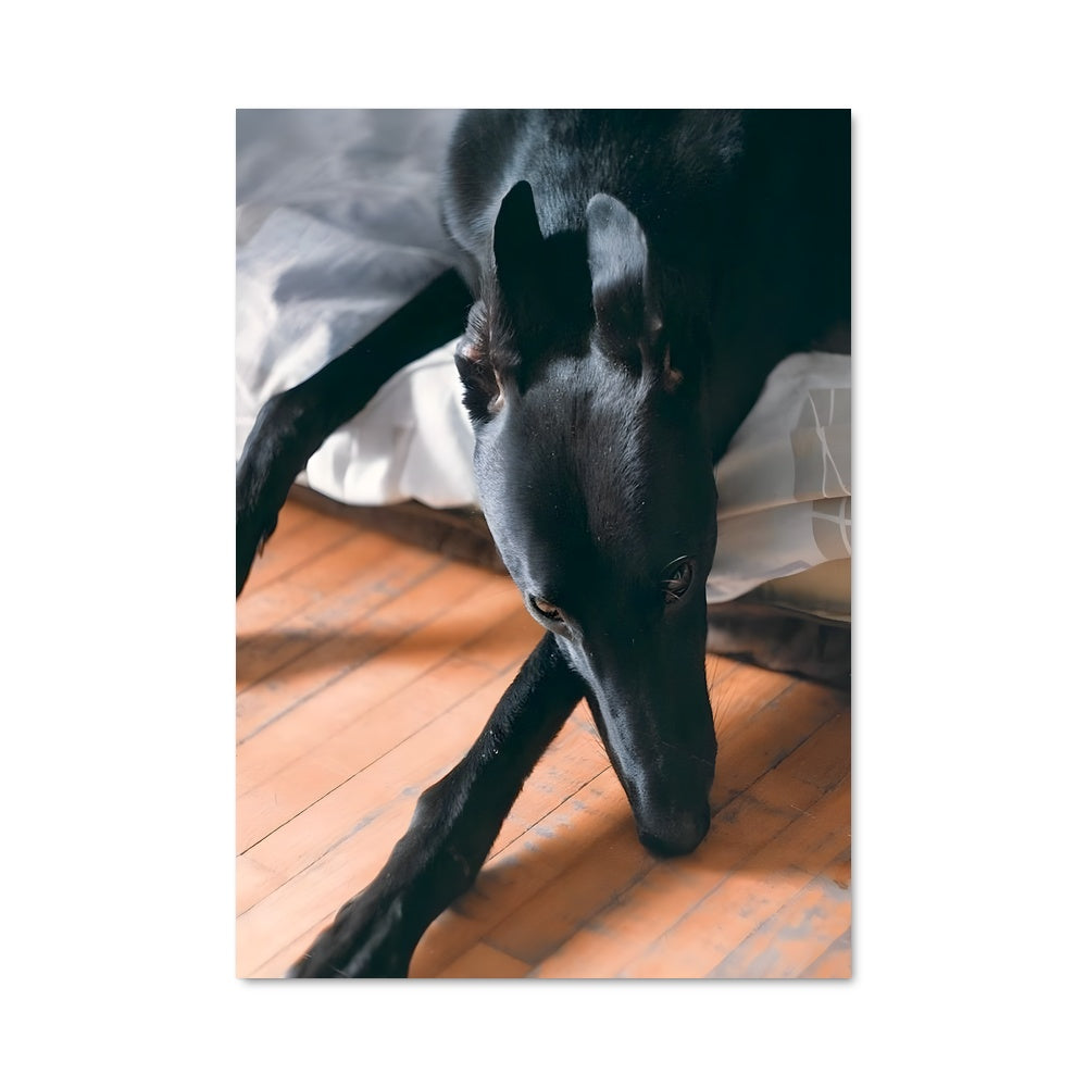 Poster Rêverie Canine