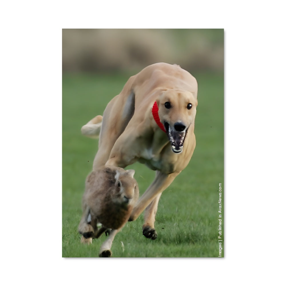 Poster Chien de Course