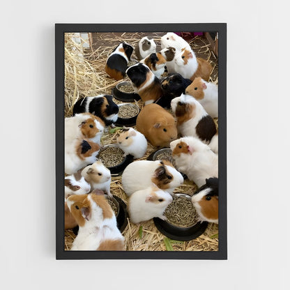 ap-guinea pig-2 cadre Noir