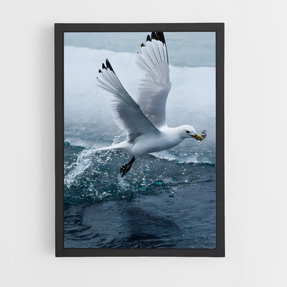 ap-gull-2 cadre Noir