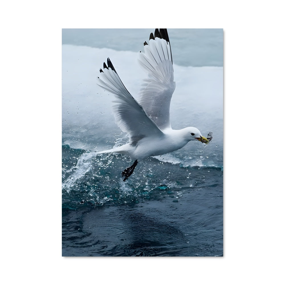 Poster Aigle Marin