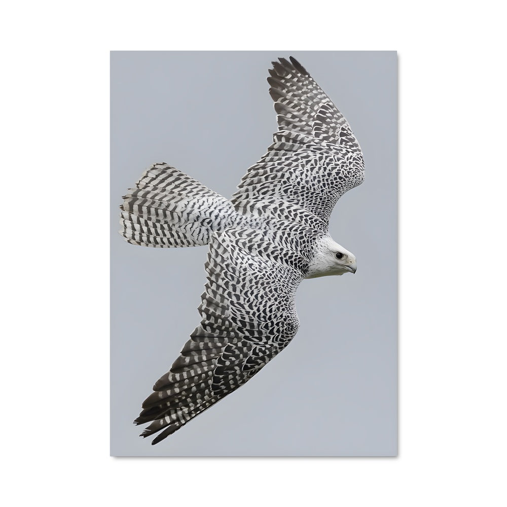 Poster Vol du Gyrfalcon