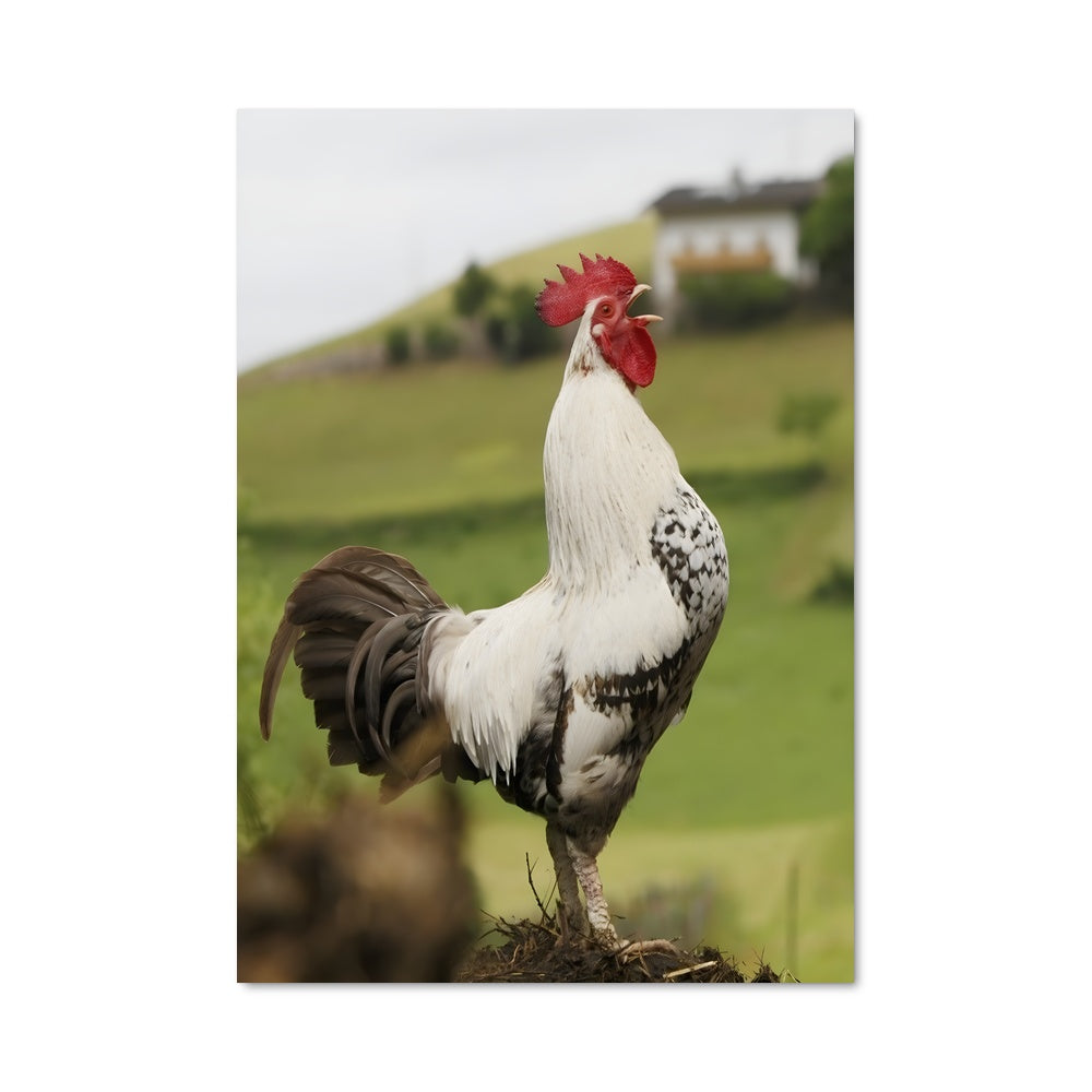 Poster La Coq Éloquent