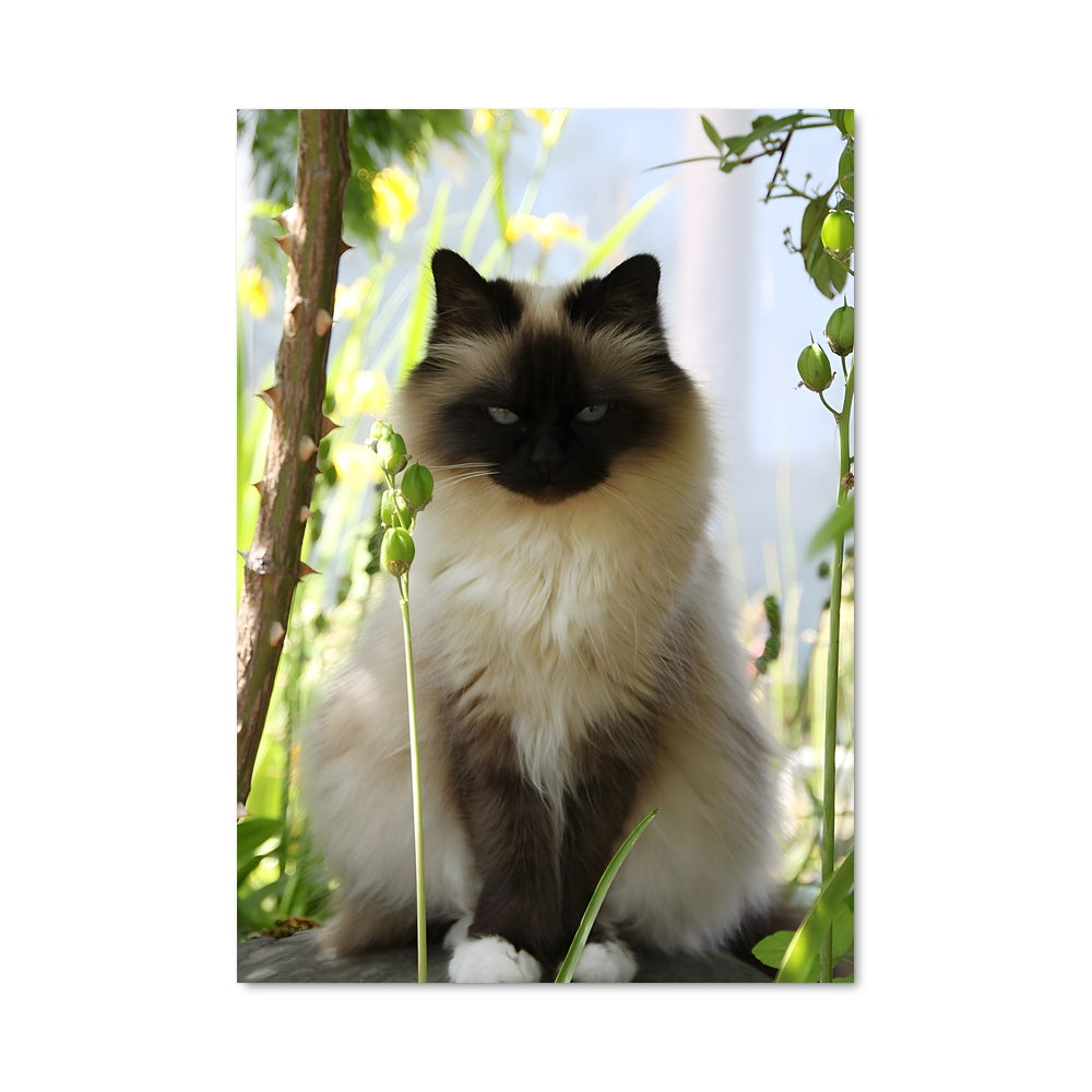 Poster L'Observateur des Cimes