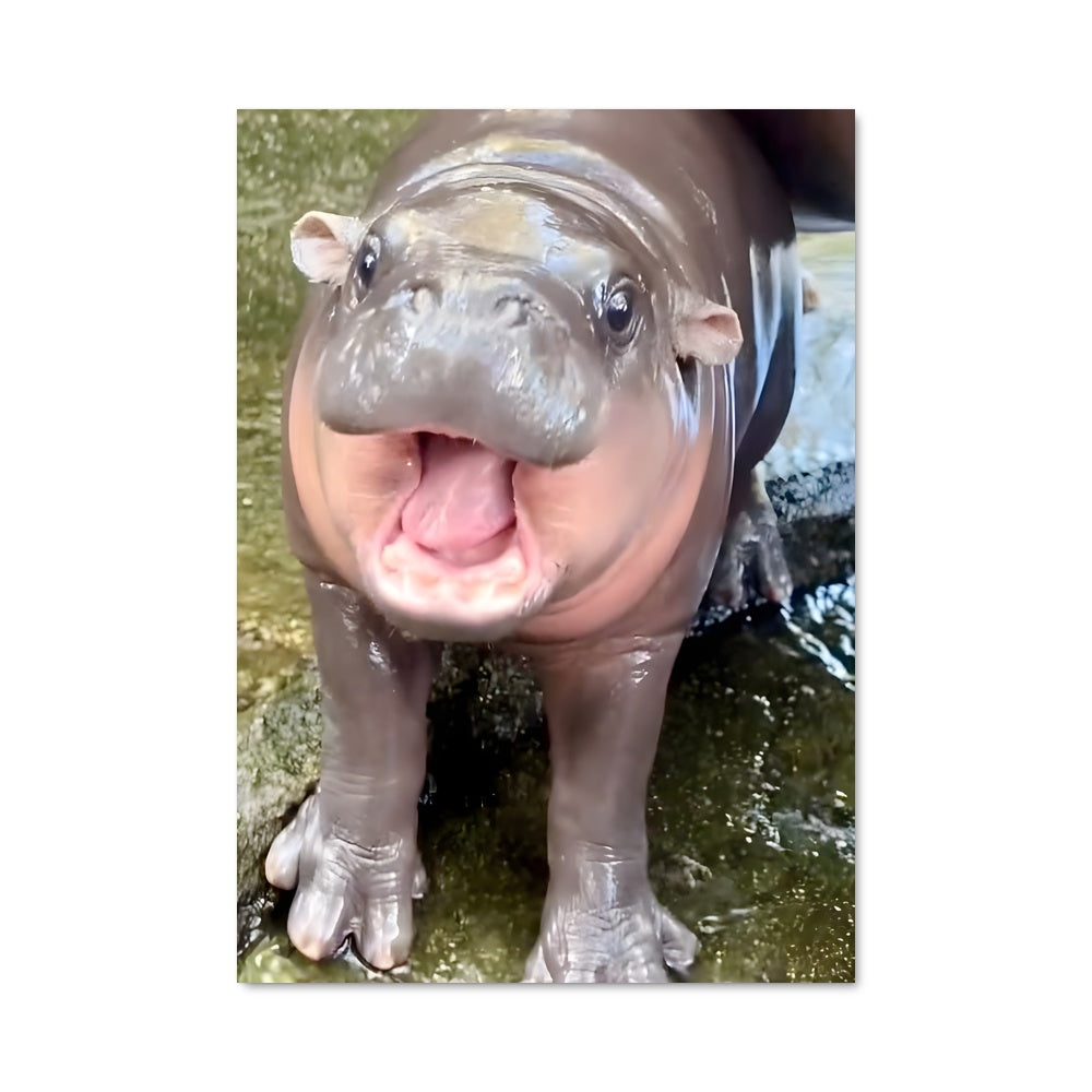 Poster Hippopotame Joyeux