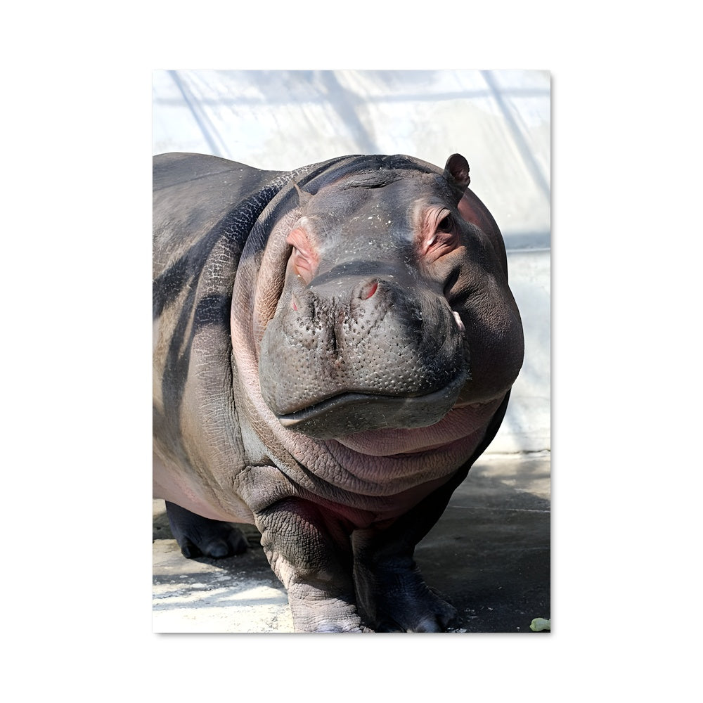 Poster Hippopotamus Majestueux
