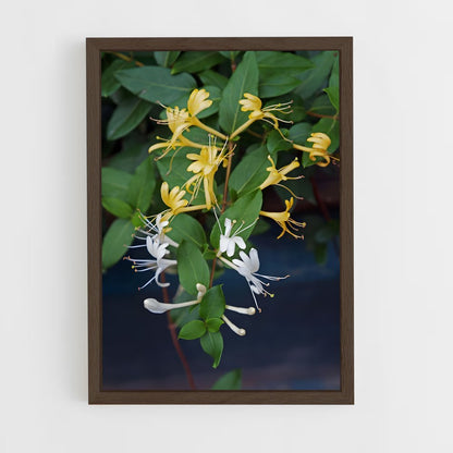ap-honeysuckle-2 cadre Bois foncé