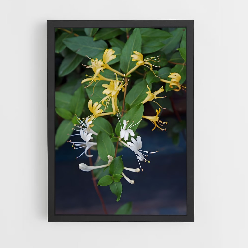 ap-honeysuckle-2 cadre Noir