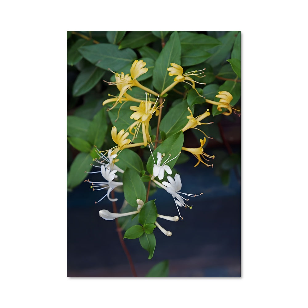 Poster Fleur de Miel