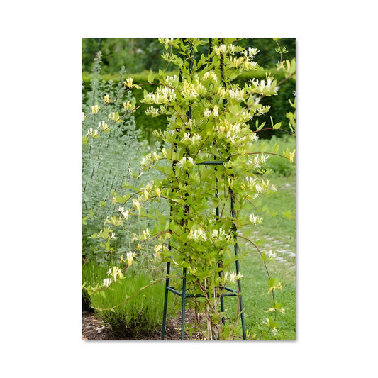 Poster Fleurs d'Honeysuckle