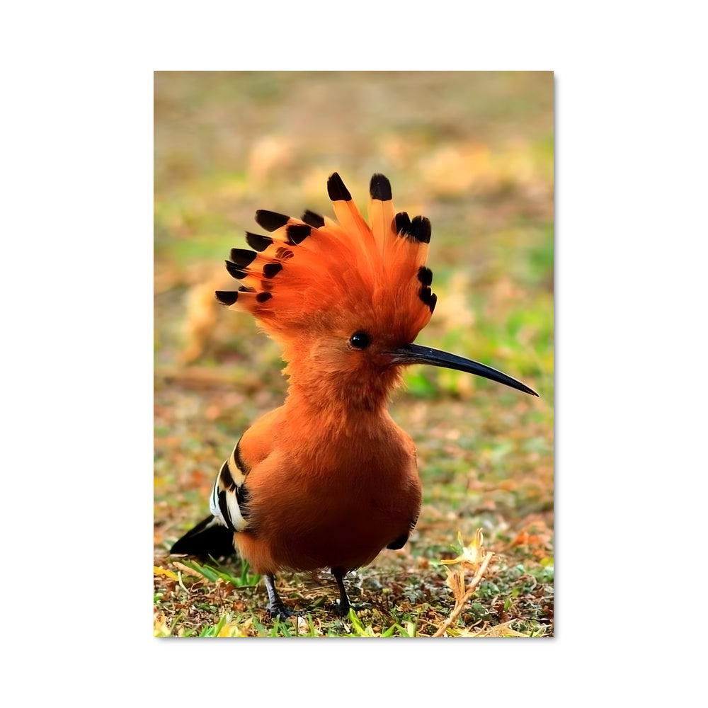 Poster Le Hibou Royal