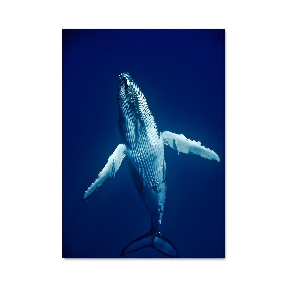 Poster Chant des Baleines