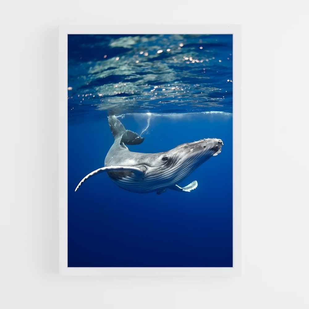 ap-humpback whale-1 cadre Blanc
