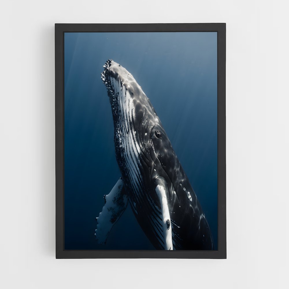 ap-humpback whale-2 cadre Noir
