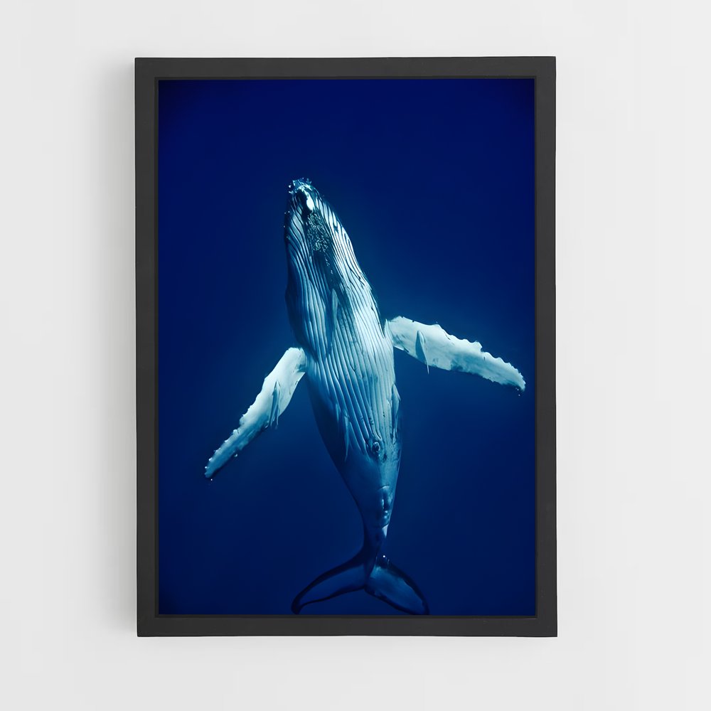 ap-humpback whale-5 cadre Noir