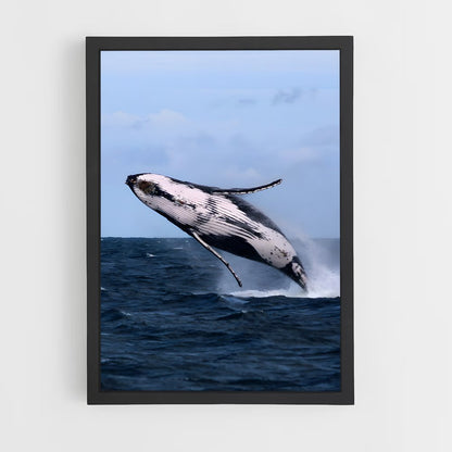 ap-humpback whale-7 cadre Noir