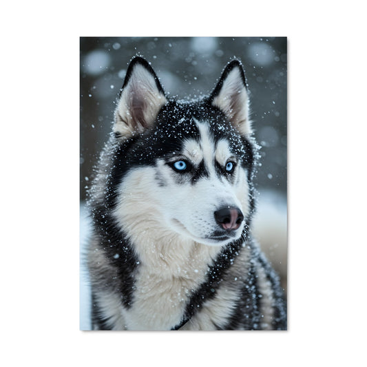 Poster Husky des Neiges