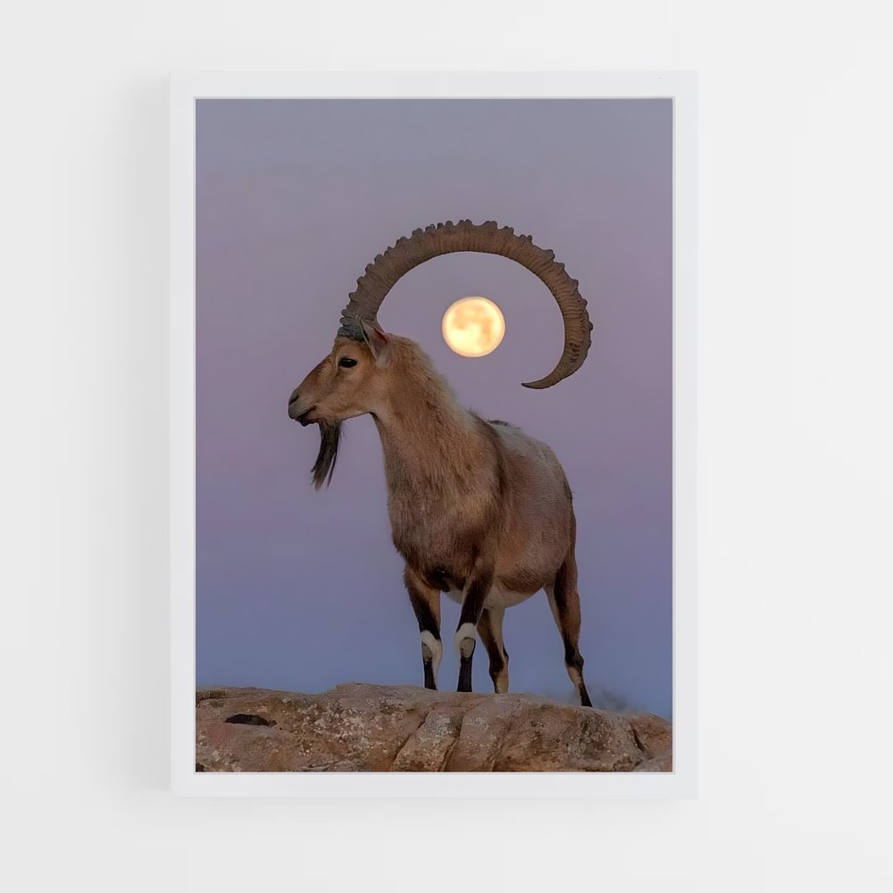 ap-ibex-1 cadre Blanc