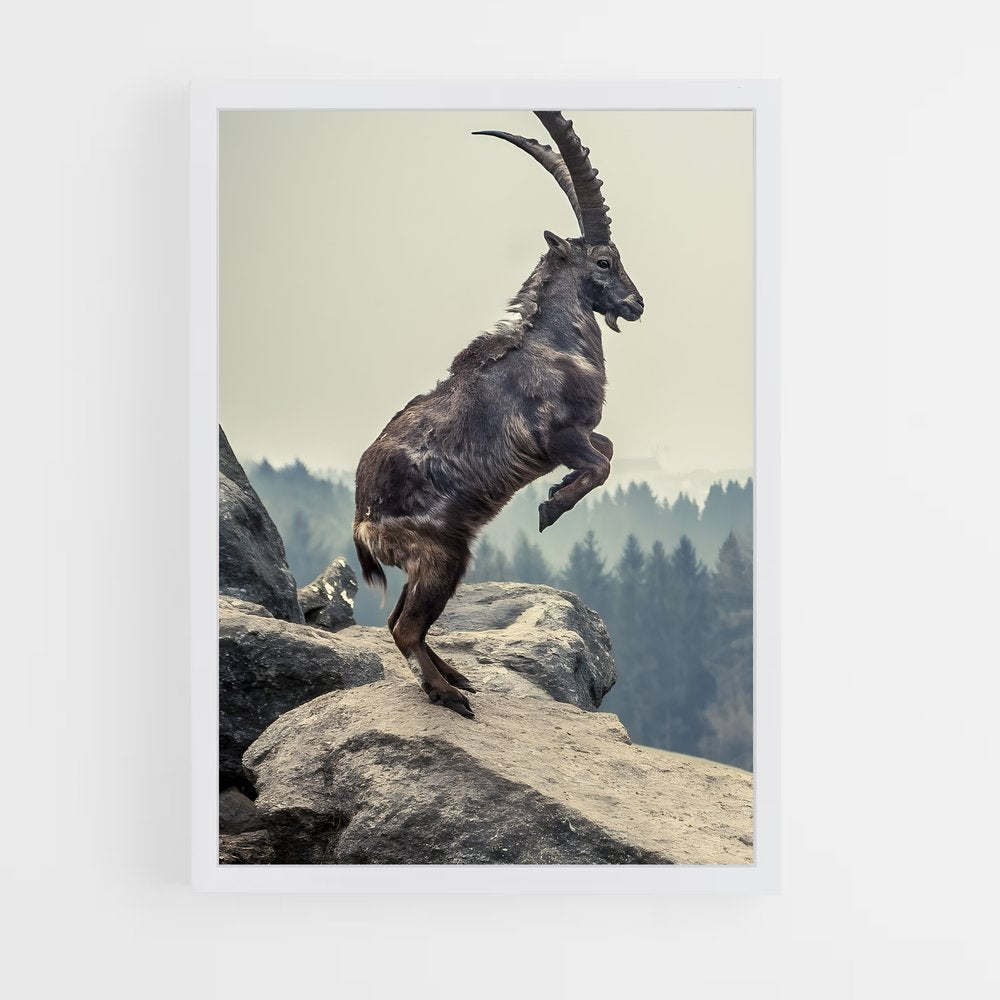 ap-ibex-6 cadre Blanc