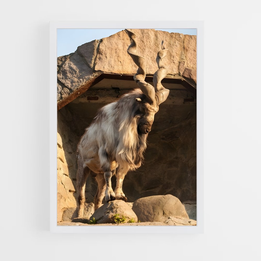 ap-ibex-7 cadre Blanc