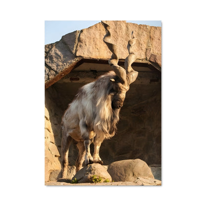 Poster L'Ibex Équilibriste