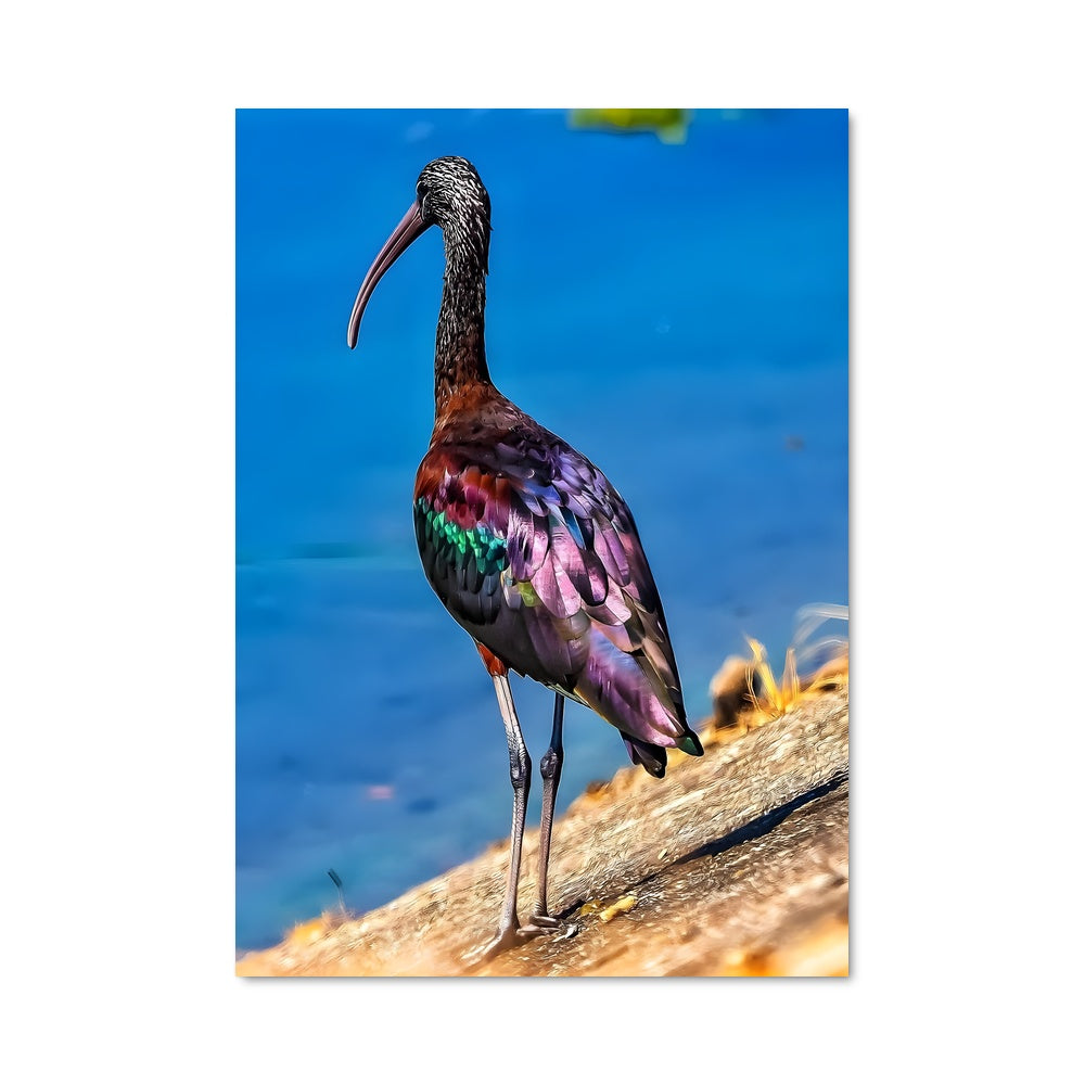 Poster Ibis Majestueux