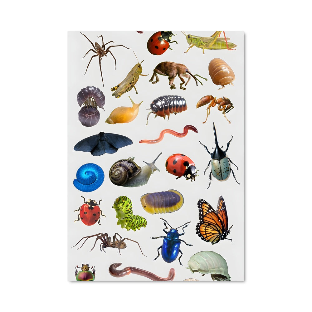 Poster La Symphonie des Insectes