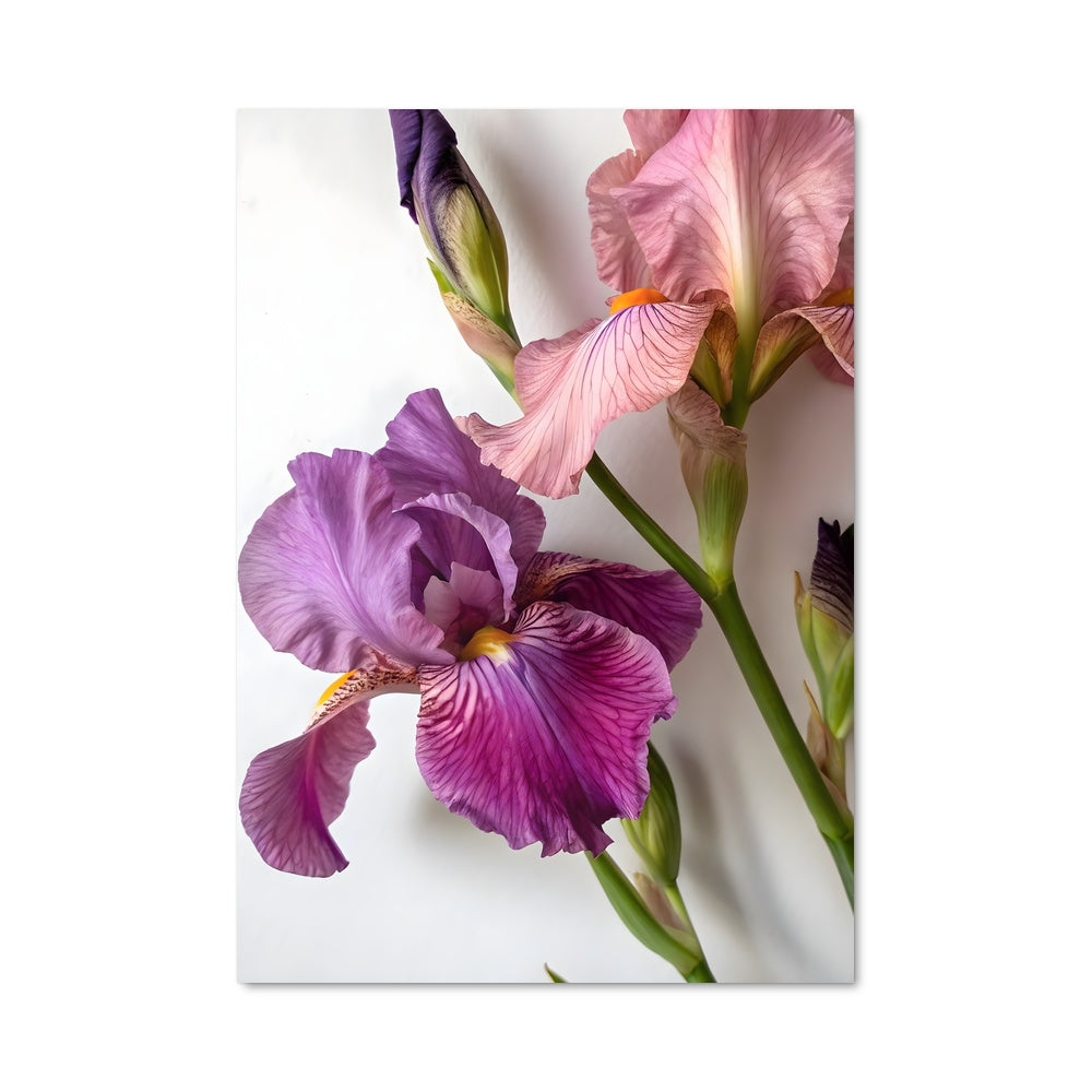 Poster Douceur de Violette