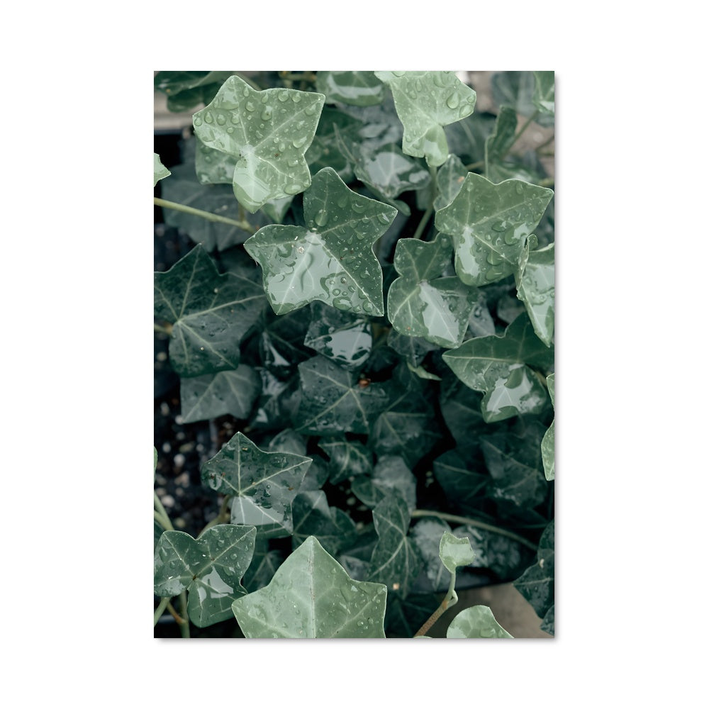 Poster Lierre Éternel