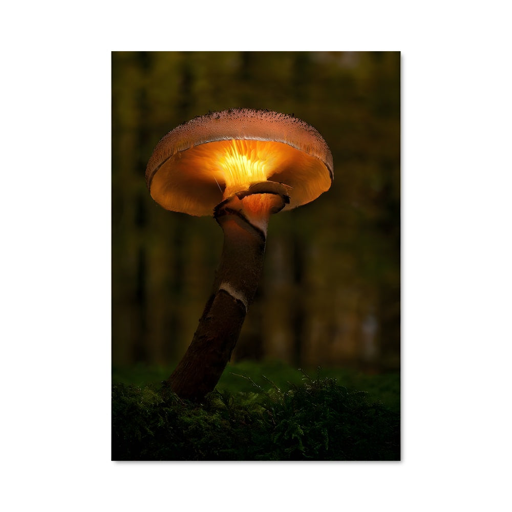 Poster Lueur Mycologique