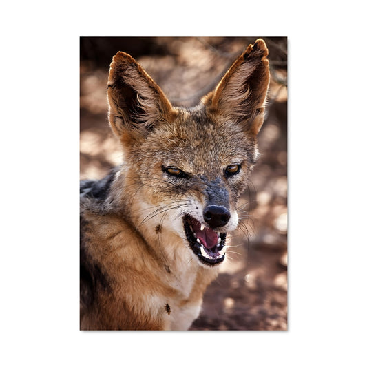 Poster Oeil de Coyote