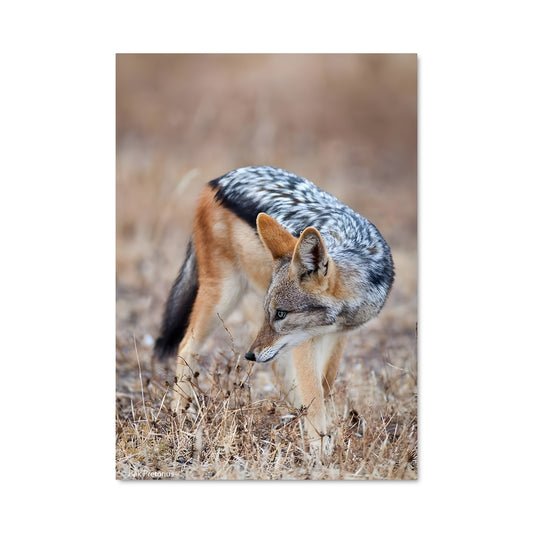 Poster Marcheur Sauvage