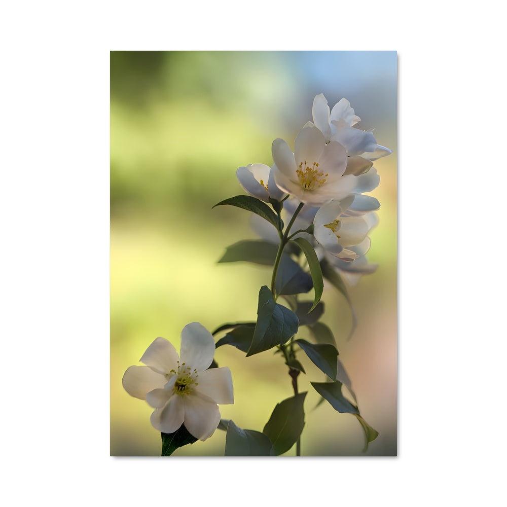 Poster Fleur de Jasmin