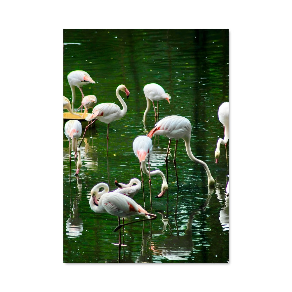 Poster Flamingos en Fête