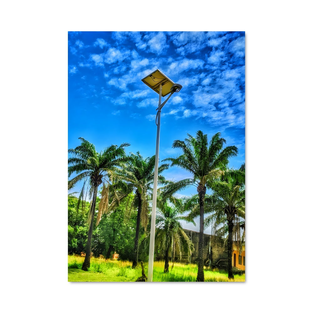 Poster Lumière de Palmiers