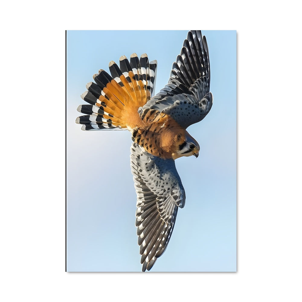 Poster Vol de Kestrel