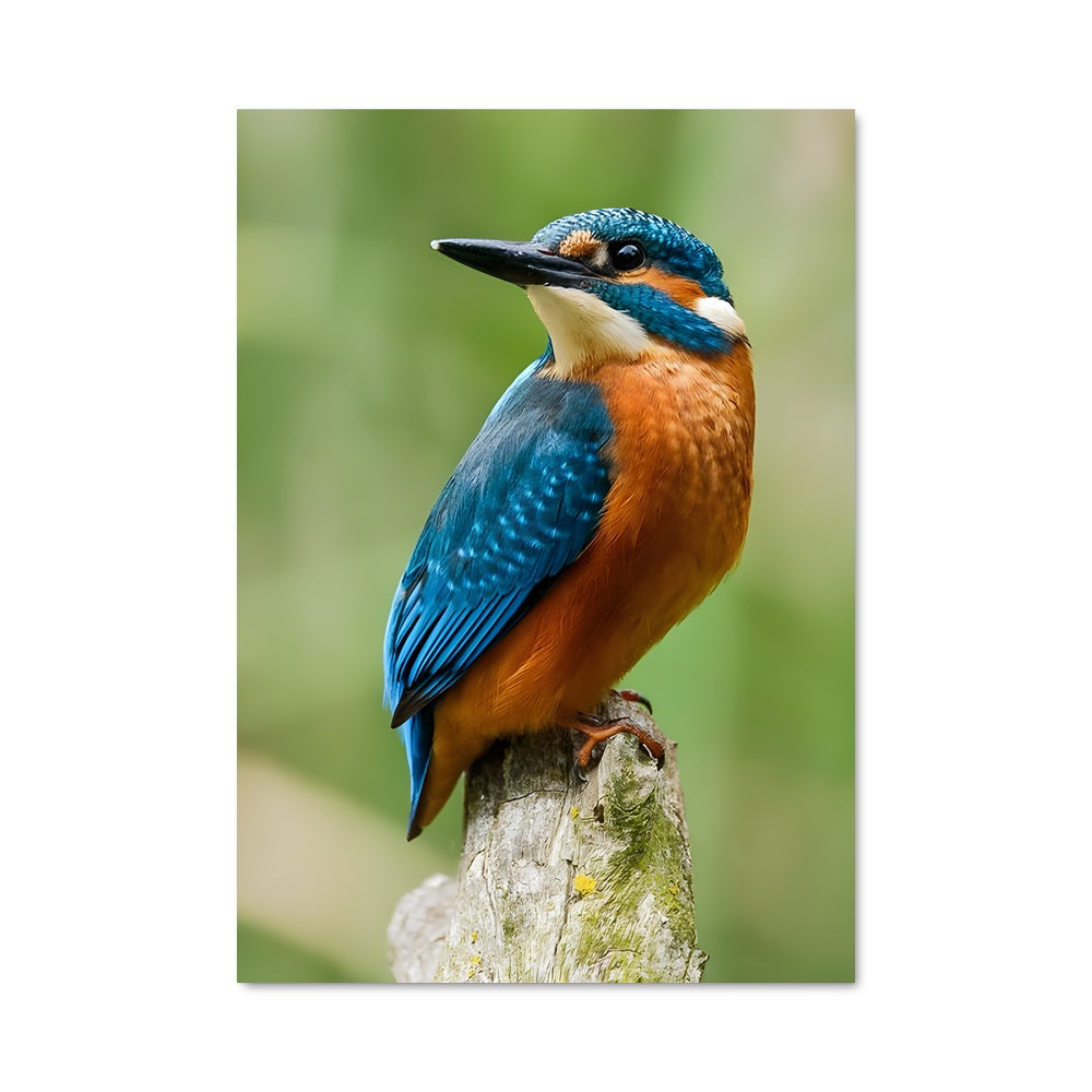 Poster Le Martin-Pêcheur