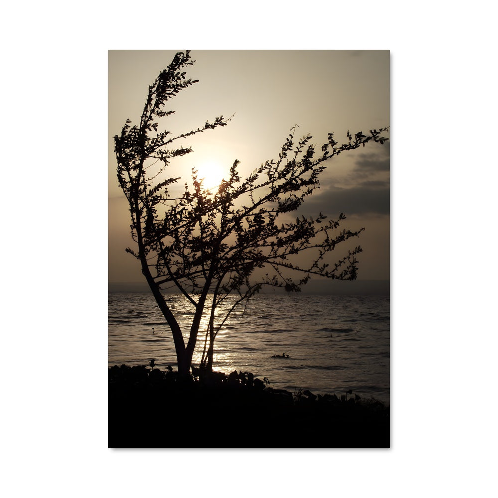 Poster L'Arbre des Rivages