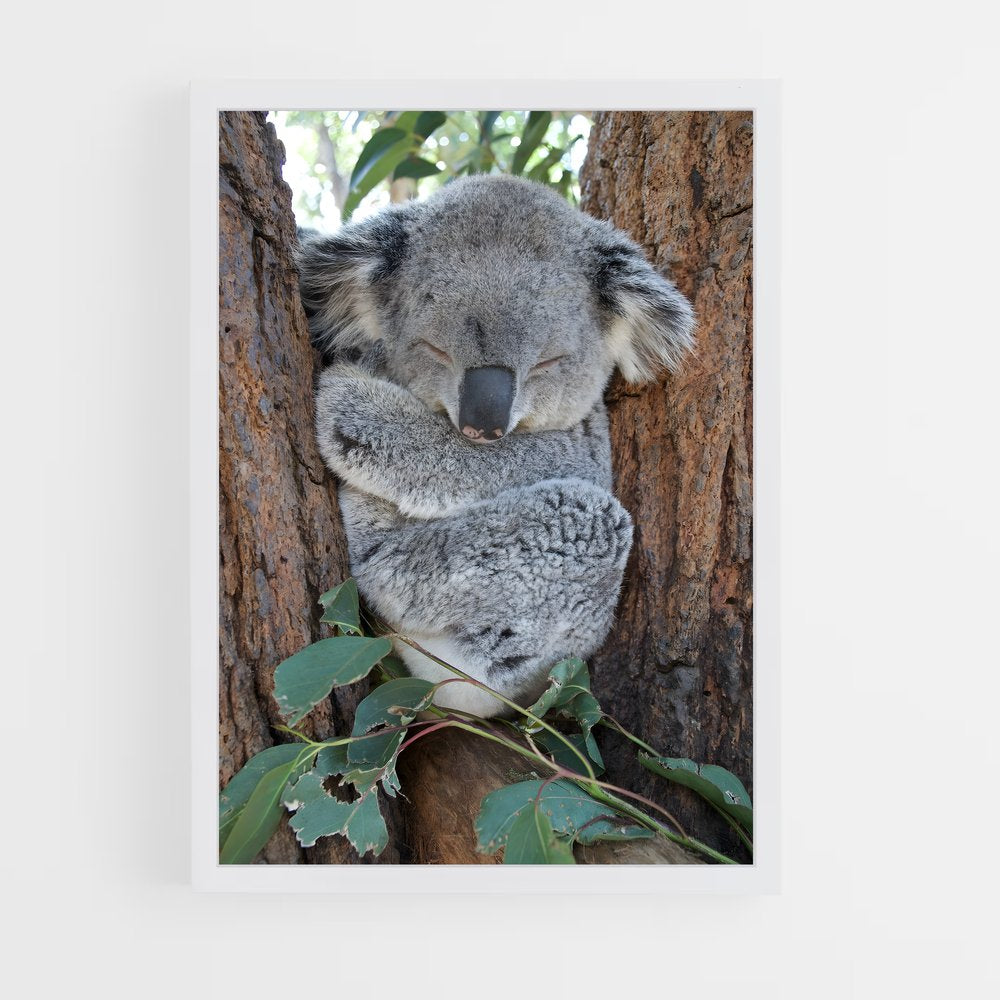 ap-koala-1 cadre Blanc
