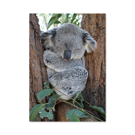 Poster Koala Réveil Doux
