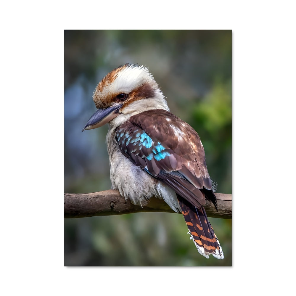 Poster Kookaburra en Détente