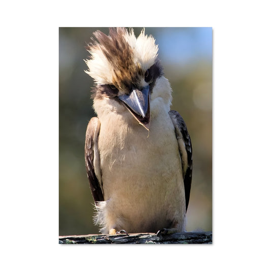 Poster Kookaburra Rocker