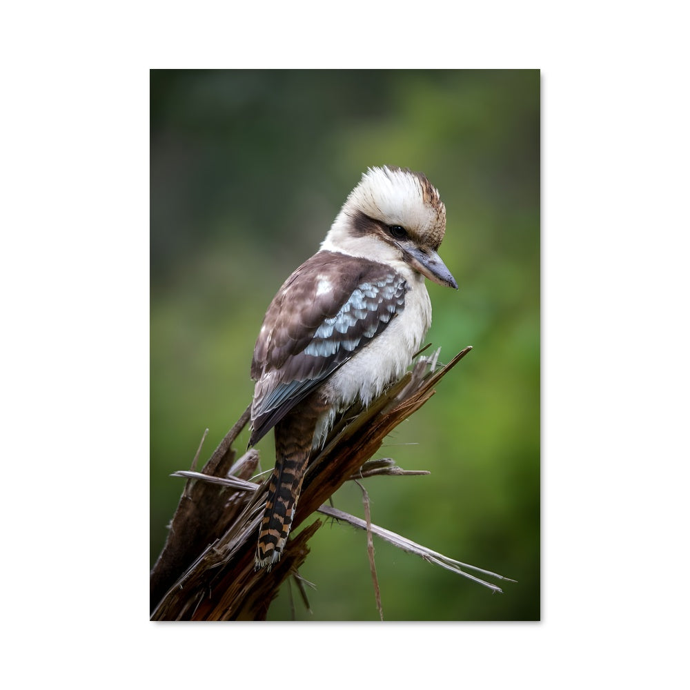 Poster Kookaburra en Fête