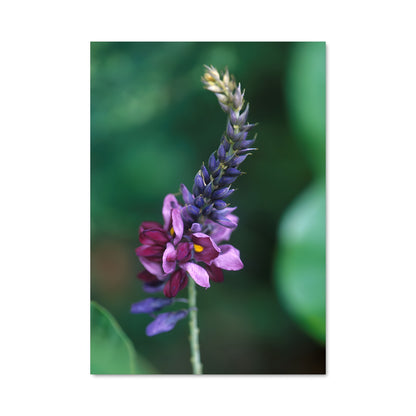 Poster Fleur de Kudzu