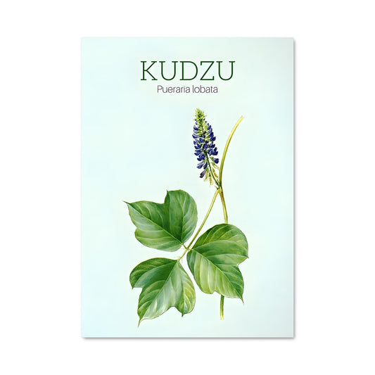 Poster Kudzu Enchanté