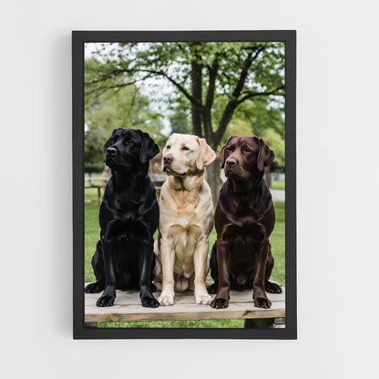 ap-labrador retriever-1 cadre Noir