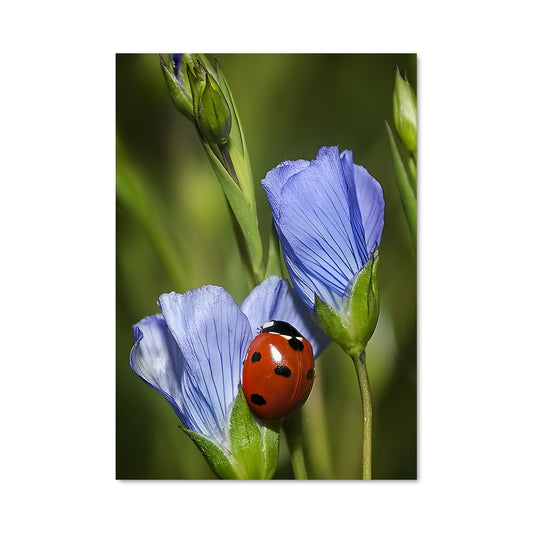 Poster La Coccinelle Éblouissante