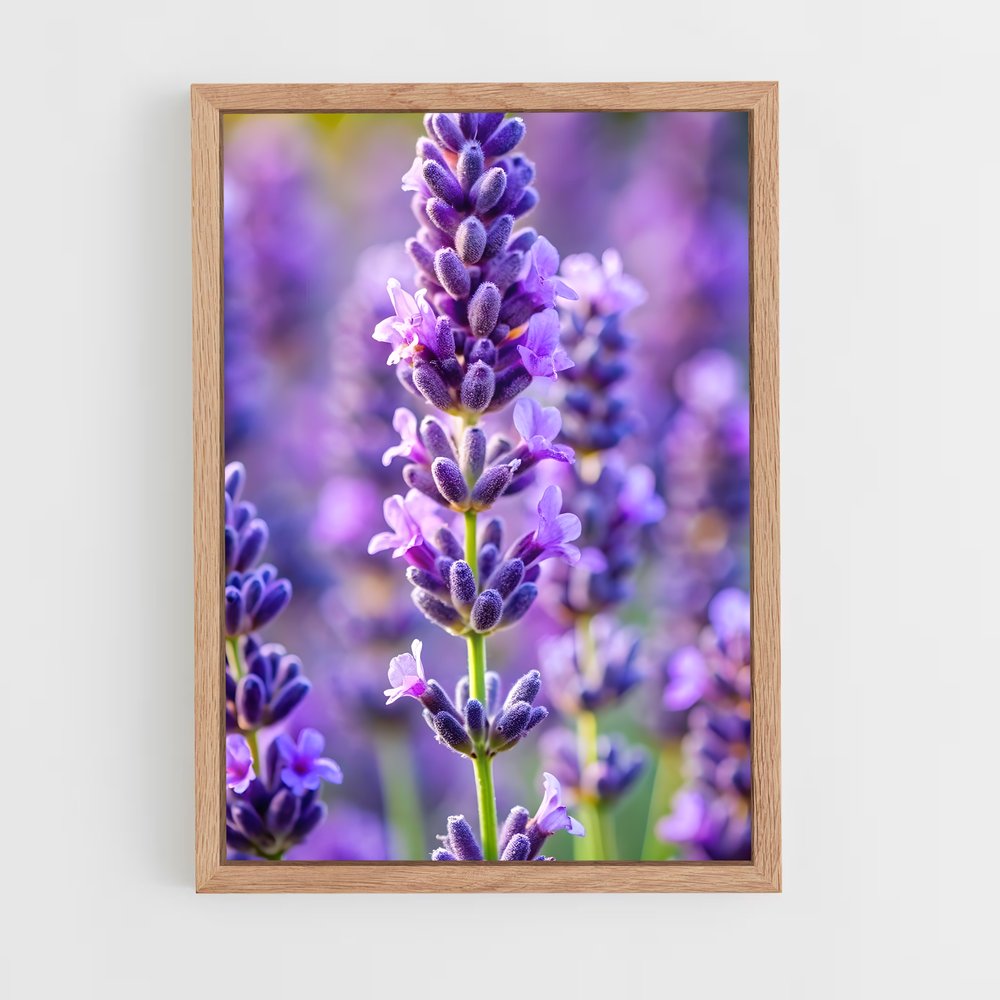 ap-lavender-12 cadre Bois clair